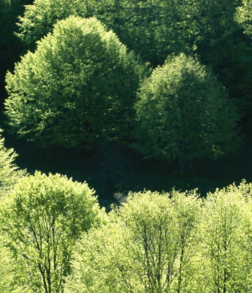 粉象生活限时秒杀