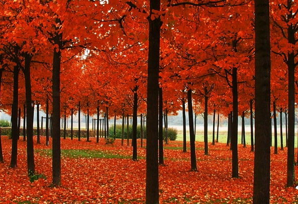 淘粉生活怎么下载