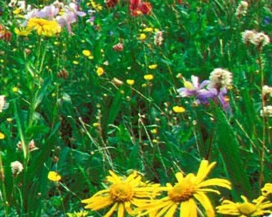 照片直播平台哪个好