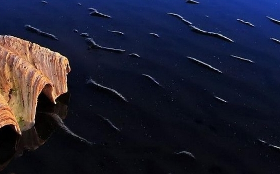 粉象生活软件APP