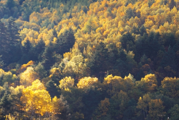 粉象生活在家赚钱吗