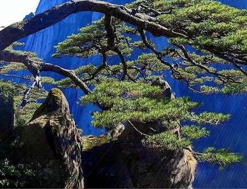 粉象生活邀请码从哪来