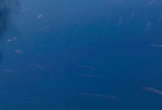 粉象生活拆红包是真的吗