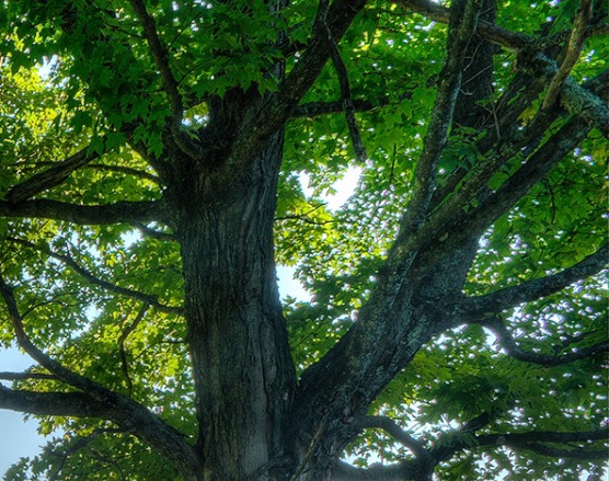 粉象生活app