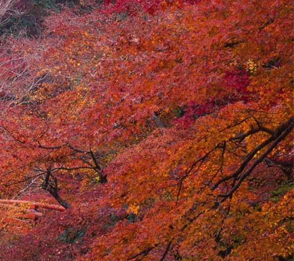 粉象生活老板介绍