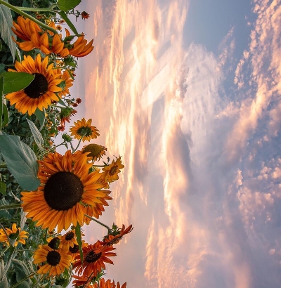 粉象生活vip怎么获得