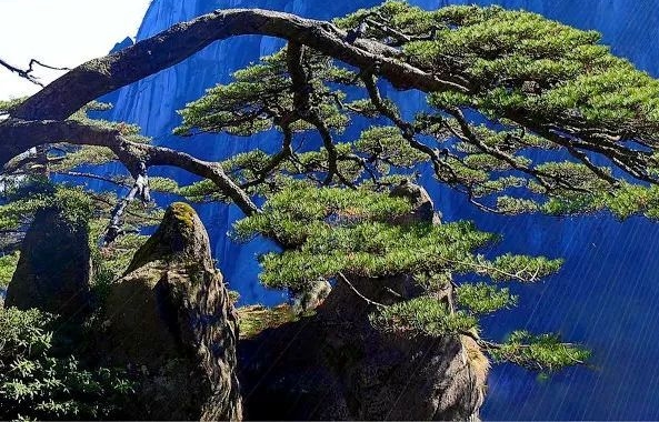 粉象生活怎么更改邀请码