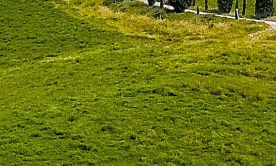 向日葵与粉象生活哪个好