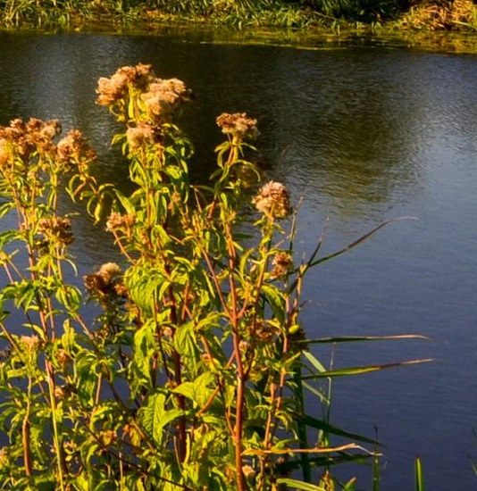 向日葵生活在哪个地方