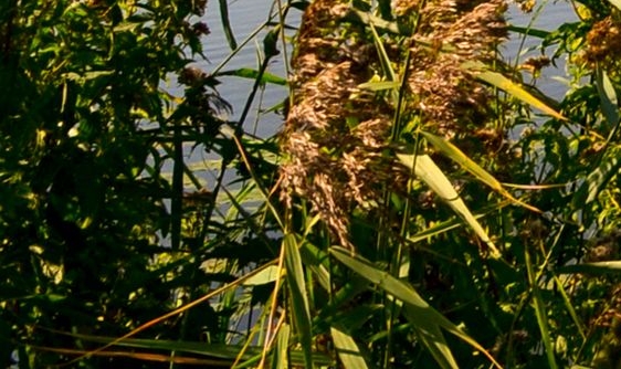 粉象生活真实收入