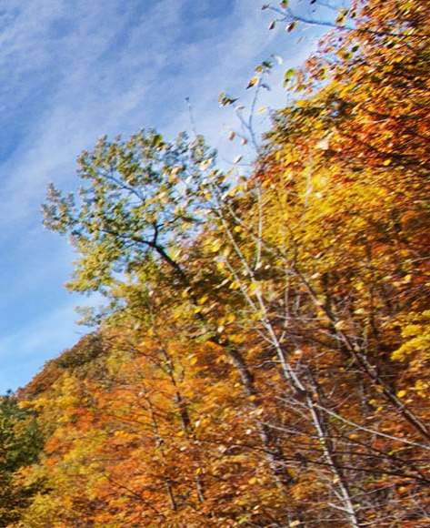 粉象生活单粉产出