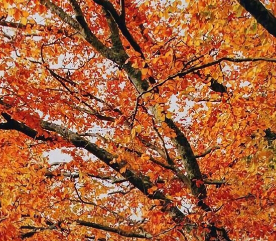 粉象生活怎么赚钱