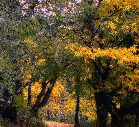 怎么在粉象看粉丝订单