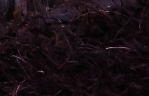 粉象生活手机版如何登录