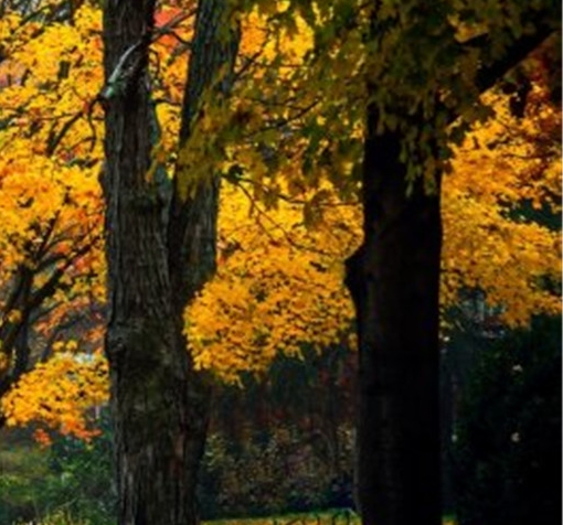 粉象生活购买口罩