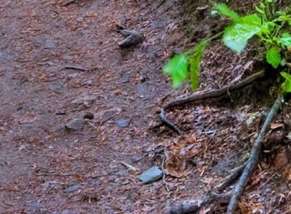 粉象生活可以赚钱吗