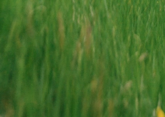 种草百科