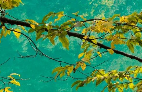 粉象生活邀请码