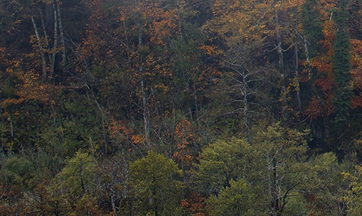 粉象生活的广告怎么弄