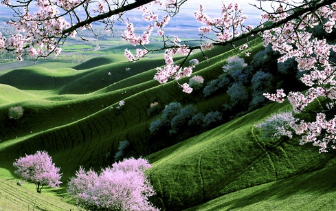 粉象生活椰子