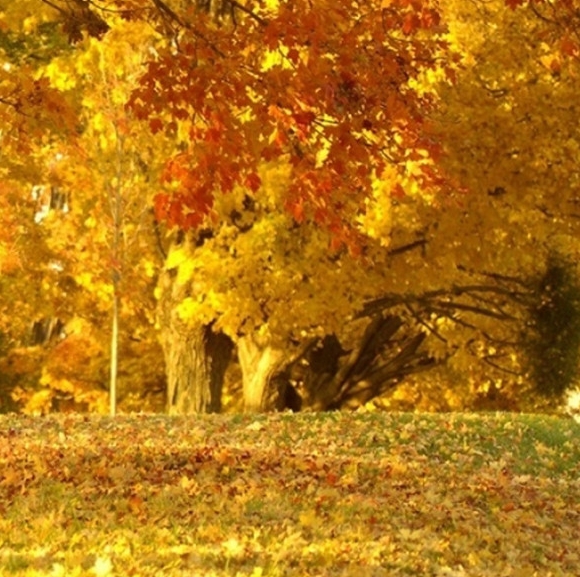 应用商店搜索粉象生活