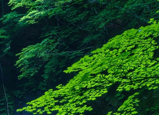 搜粉象生活