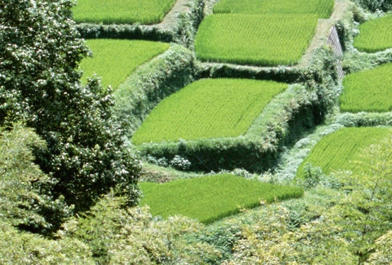 粉象生活是否合法