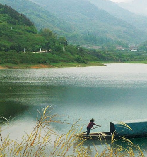 泰国的粉象生活