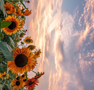 粉象生活 邀请码