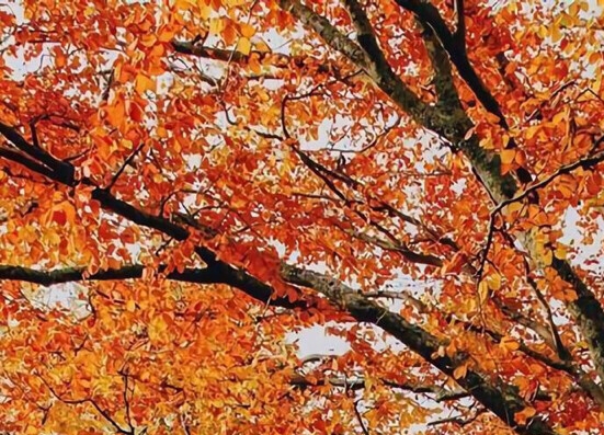 粉象官方邀请码是多少