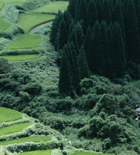 僵尸生活1兑换码
