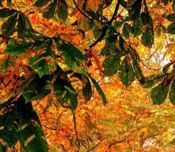 粉象生活好友邀请码在哪里