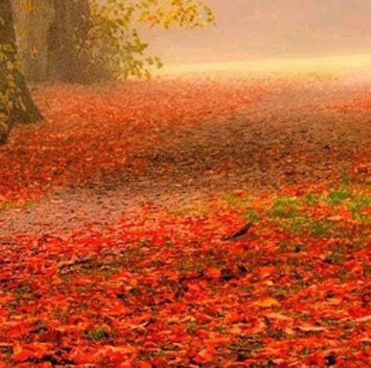 粉象生活邀请码填谁的,谁就可以赚钱吗