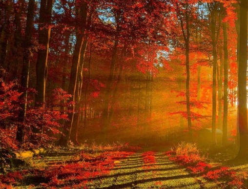 国象联盟积分和等级