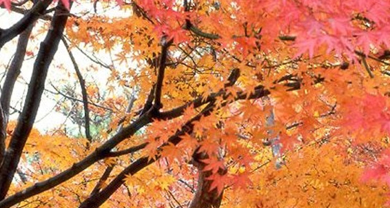 粉象生活是做什么用的