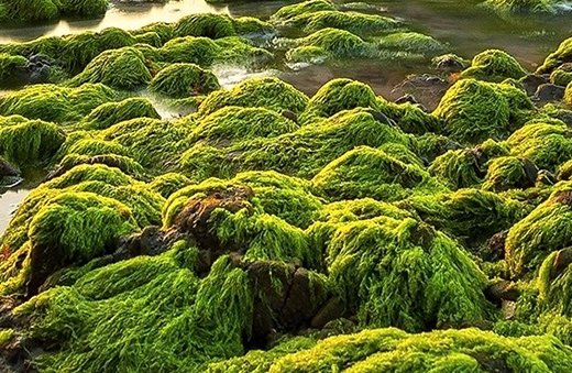 粉象生活赚钱教程