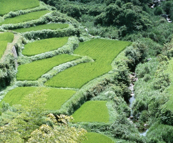 粉象生活收钱吗