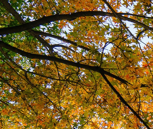 粉象生活新手教程