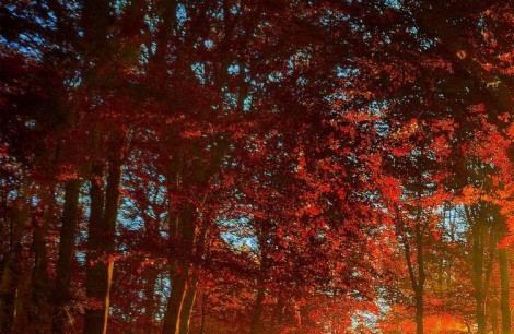 粉象生活下载app