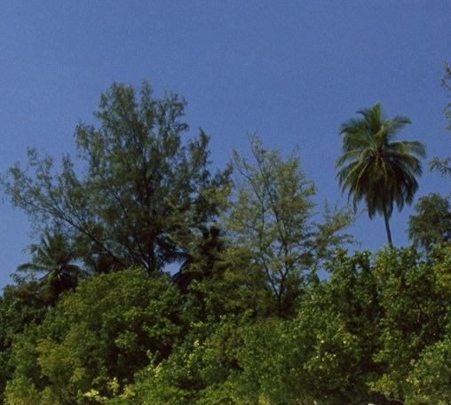 粉象生活是什么