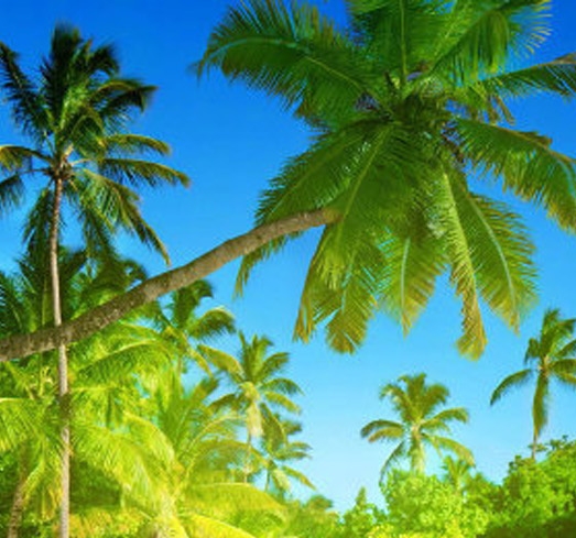 粉象生活项目推广粉象生活