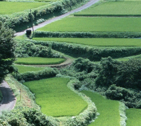 粉象生活真实收入