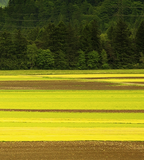 粉象生活如何推广