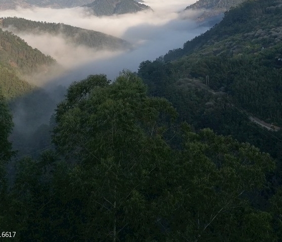 粉象生活优势分析