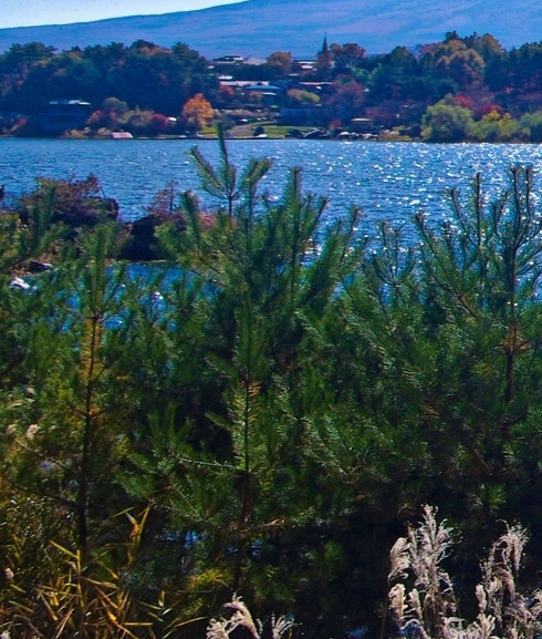 河南高端粉象生活app