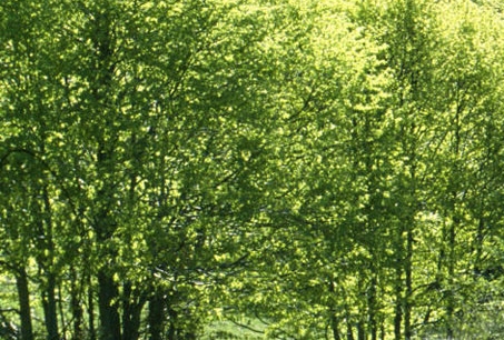 最好的粉象团队