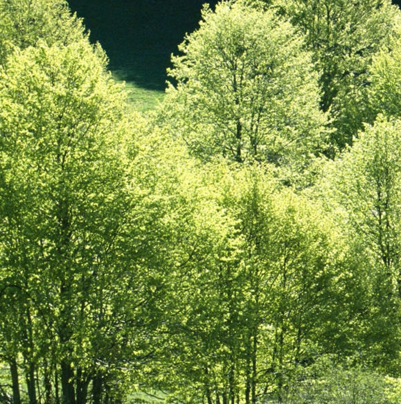 能在抖音上讲粉象生活吗