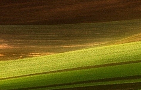 江苏低聚肽粉代理