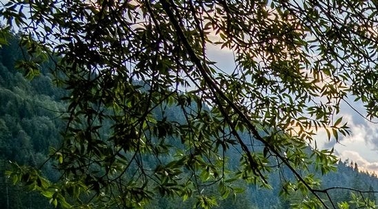 粉象生活怎么推广引流加粉丝