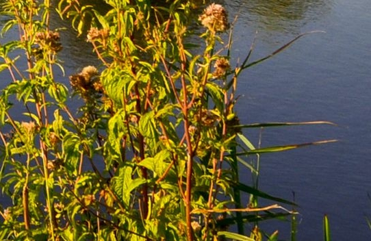 粉象生活需要开通会员吗